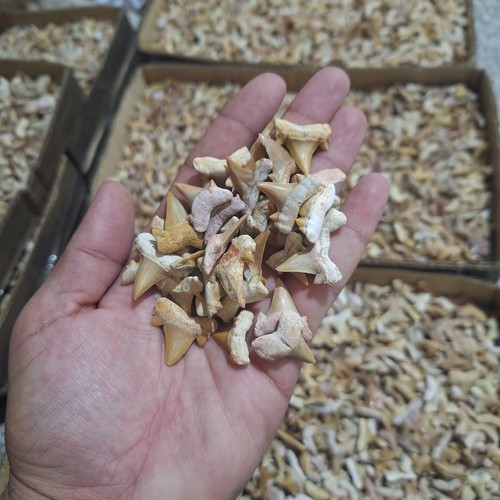 Antico predatore oceano - predatore,
