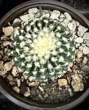 Discocactus horstii "BIG PLANT" POT 7,5 CM On its own root Rare plant!!!!!