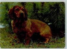 10371863 - Cartolina bassotto Dachsbracke 1985