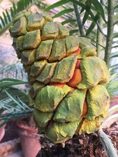 Encephalartos delucanus 1