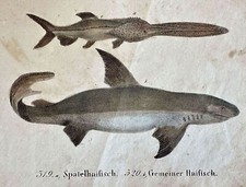 INCISIONE SQUALO SPATOLA