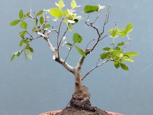 Bonsai leccio busta 40x12cm - bonsai, di