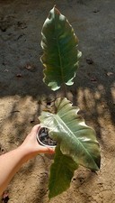 Filodendro ""Marmo caramello""