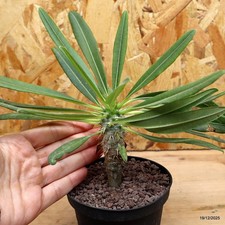 Pachypodium lamereii f