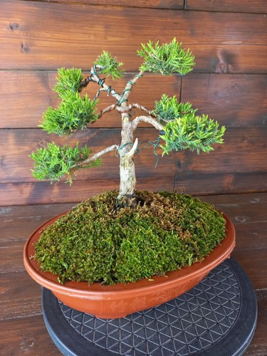 Bonsai ginepro visita il - di,