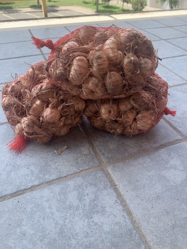 100 bulbi zafferano - 100, prodotti