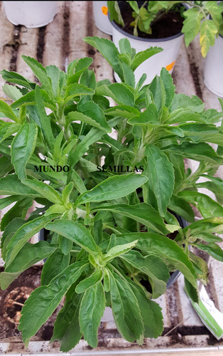 100 semillas stevia - de,