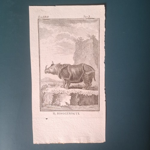 Animali esotici rinoceronte - esotici,