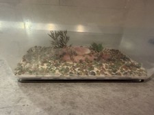 Vaschetta Pesci Rossi In