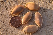 ZUCCA GIGANTE - DILL'S