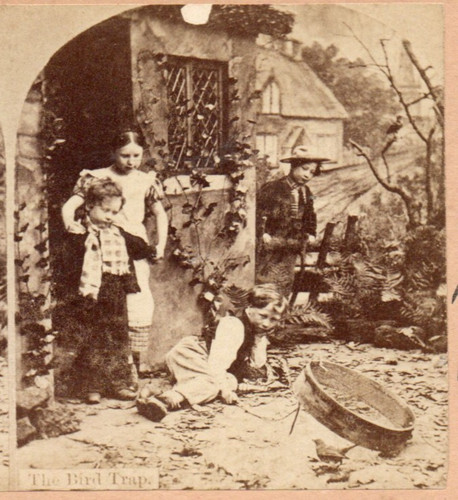 Trappola per uccellini - trappola,