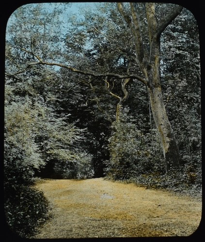 Woodland box hill - woodland, surrey