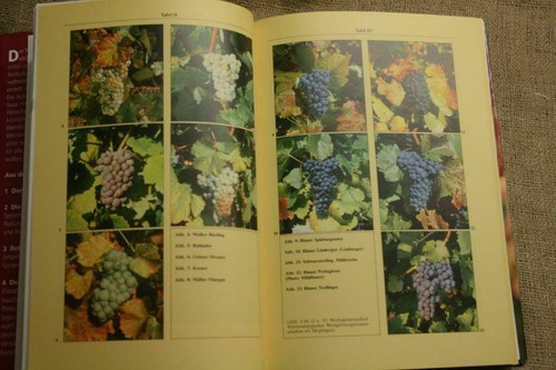 Libro tecnico viticoltura