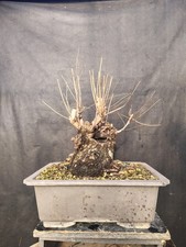 Bonsai Di Olmo (Ulmus)