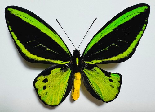 Amazing ornithoptera priamus - amazing,
