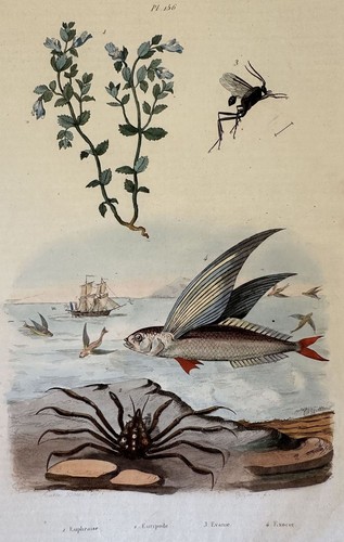 Incisione pesce volante - incisione,