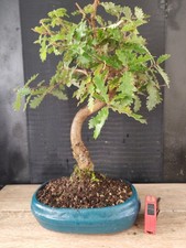 bonsai  quercia   h 50  cm