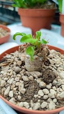 Pachypodium namaquanum piante
