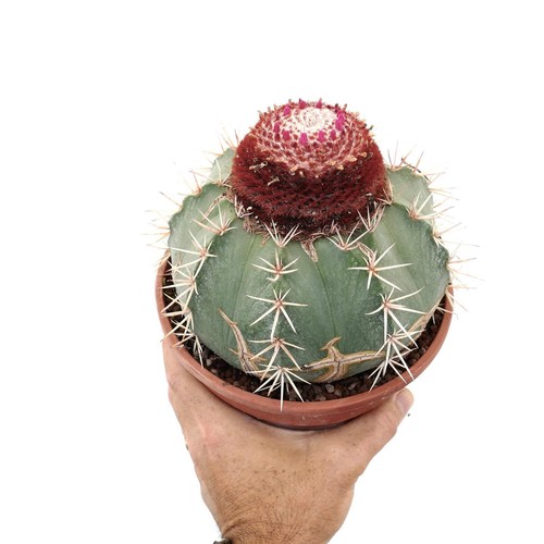 Melocactus shulsianus very - shulsianus,