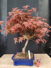 bonsai di  acero rosso deshojo