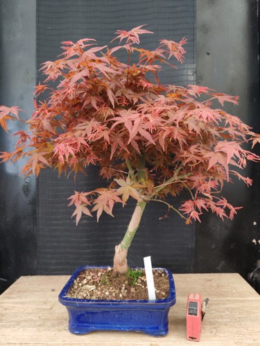Bonsai acero rosso - ,