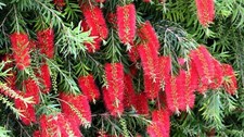 CALLISTEMON LINEARIS in vaso da 24 - FOTO REALE
