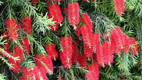 Callistemon linearis vaso - callistemon,