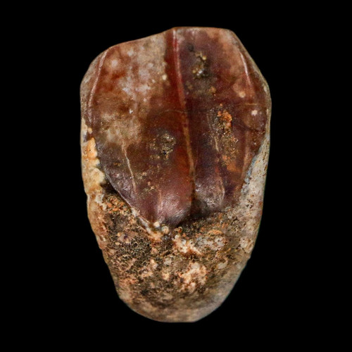 Dente fossile triceratopo - , 0,6"