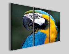 Quadro pappagallo Ara araruna
