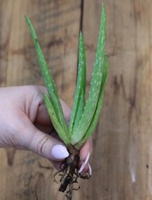 Medicinal Aloe Vera