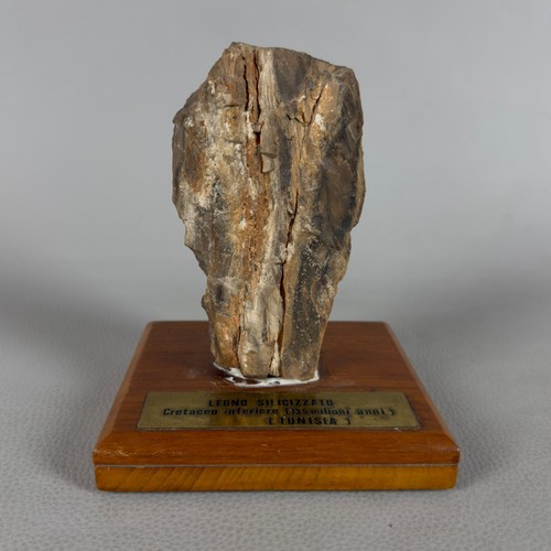 Antico fossile legno - antico,
