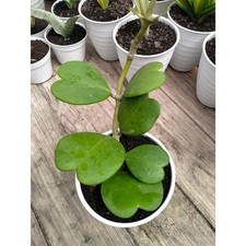 Hoya Kerrii – Foglie a forma