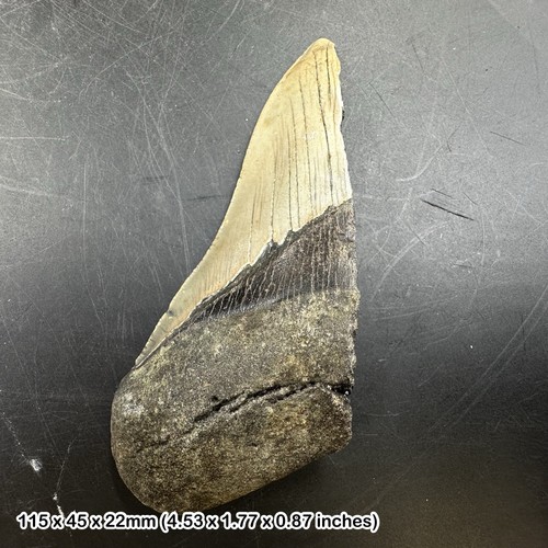 Authentic carcharodon
