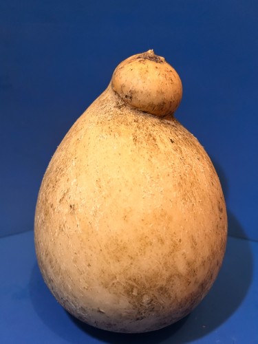 Caciocavallo stagionato - caciocavallo, in