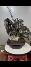 Bonsai Di Olivastro Yamadori