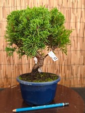 Bonsai di Ginepro h 32cm