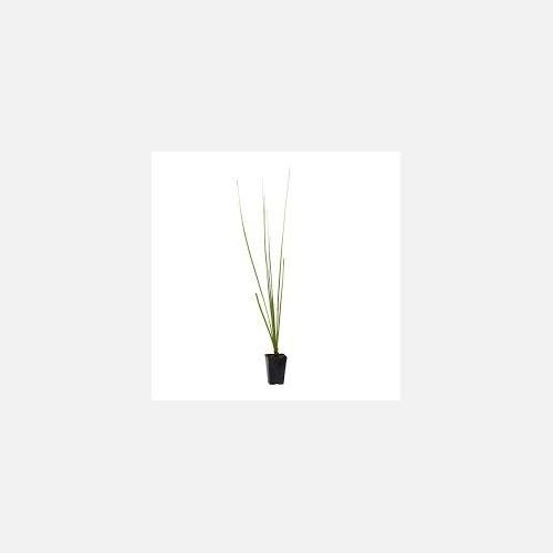 Dasylirion texanum pianta - –,