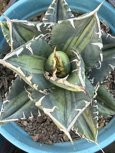 Agave titanota 9cm variegata - 7-9cm,
