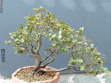 Bonsai Di Leccio busta 50x18cm