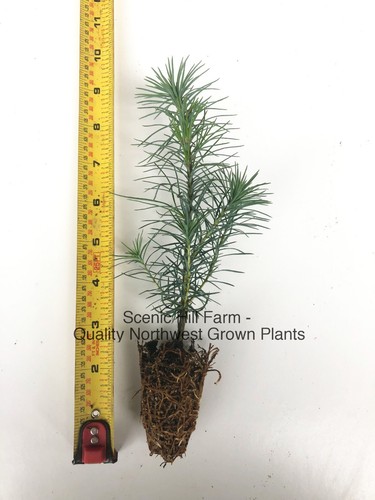 Eastern white pine - white,