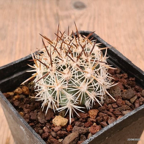 D6179 pediocactus sileri - d6179,