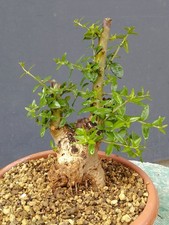 Bonsai Olivastro 20x10cm In