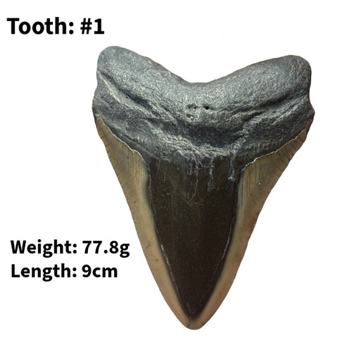 Authentic megalodon shark - megalodon,