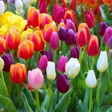 Bulbi Di TULIPANO | Bulbi Provenienti Dai Migliori Produttori Olandesi | Esclusi