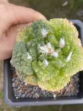 Ariocarpus fis var lloydii