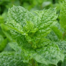 Menta marocchina "Mentha spicata" mojito pianta aromatica in vaso ø14 cm