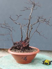 Bonsai Olmo Campestre In Vaso