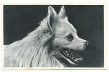 Antica Cartolina ANIMALI: TIPO FOTOGRAFIA - CANE DI RAZZA, VOLPINO DI POMERANIA