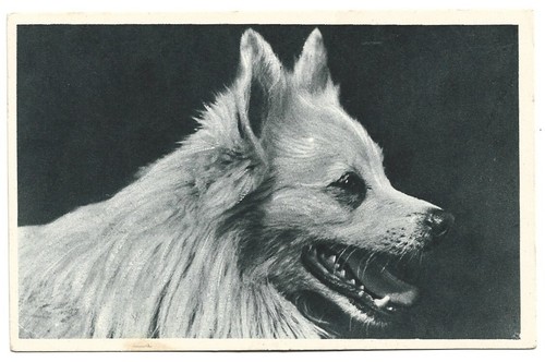 Antica cartolina animali - animali:, tipo
