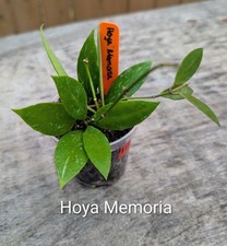 Hoya Memoria (Gracilis)
